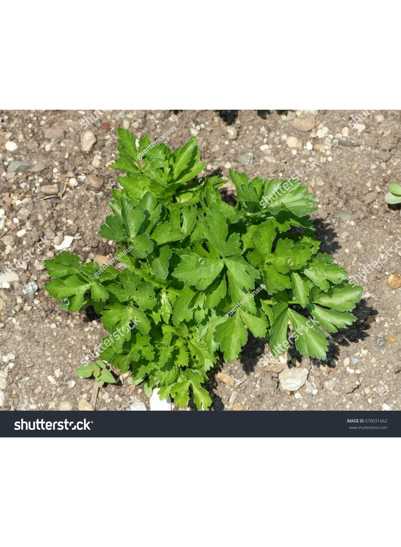 PRANAROM Pranarôm Essential Oil Celery (Apium graveolens var. dulce) 10 ml - Image 3